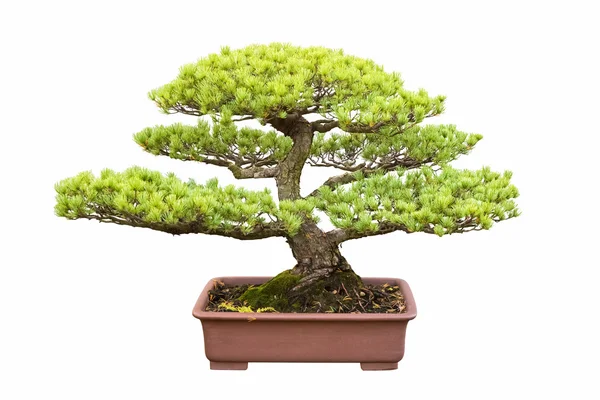 Albero bonsai di pino a cinque aghi — Foto Stock
