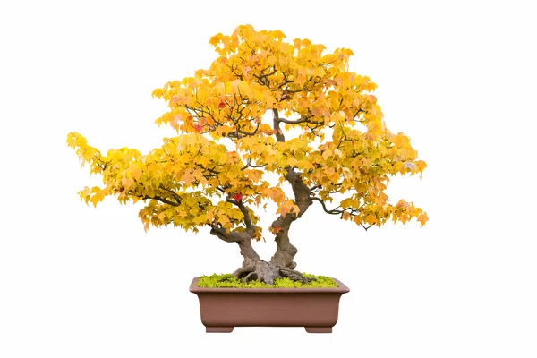 Bonsai árvore de bordo tridente no outono — Fotografia de Stock
