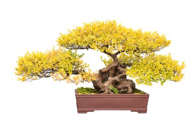 bonsai ağacı sonbaharda Çinli karaağaç