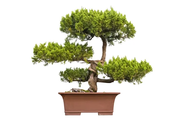 Bonsai tree of chinese juniper — Stock Photo, Image
