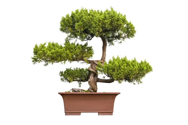 Bonsai дерево китайского можжевельника — стоковое фото