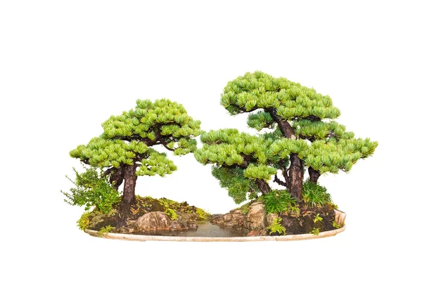 Pinheiro bonsai árvore — Fotografia de Stock