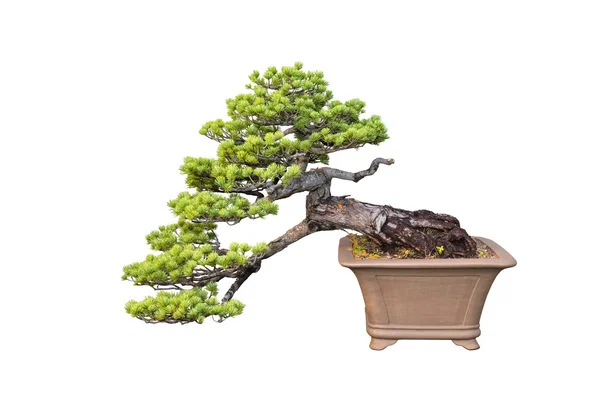 Bonsai tree of pine — Stock Photo, Image