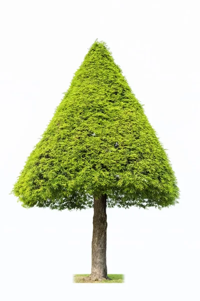 Landscape tree isolated — Stock Photo, Image