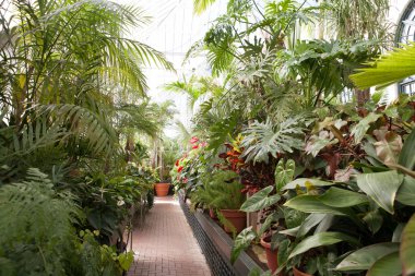 değişik bitkiler, iç tutan bir sera