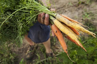 Kökleri ile çok renkli Hatıra havuç hasat