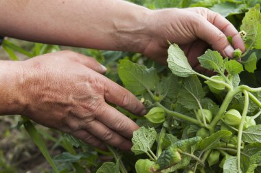 Kabuğu ile zemin kiraz hasat kişi