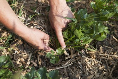 kereviz kök yerden hasat kişi