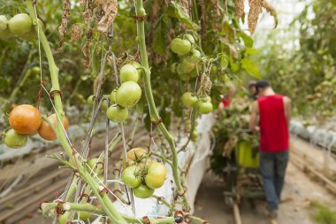 Arka planda işçiler ile domates büyüyen hydroponic sera