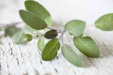 Beyaz ahşap zemin üzerinde taze adaçayı