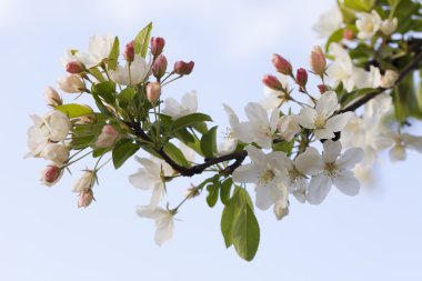 Japon çiçekli ağaçlar bahar