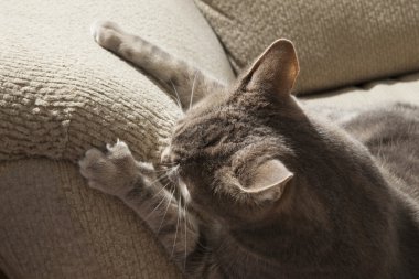 kedi bozma kanepeyle pençeleri