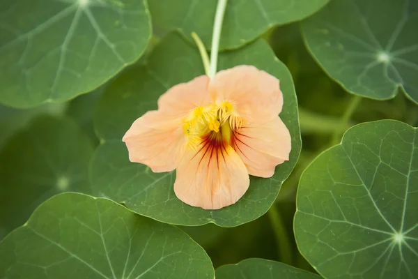 种植食用花卉 — 图库照片