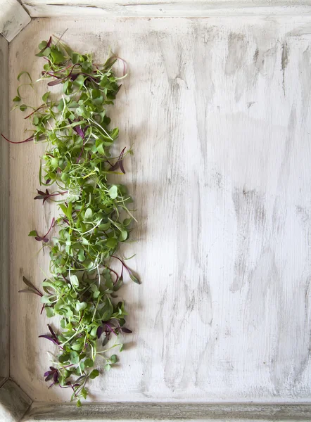 Microgreens na bandeja de madeira branca — Fotografia de Stock