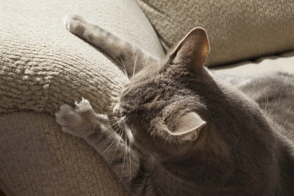 Macska tönkreteszi kanapéra a karom — Stock Fotó