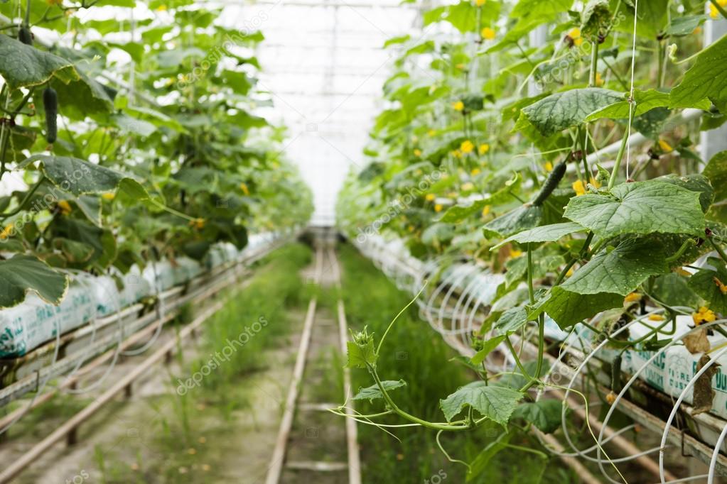 Hydroponic Greenhouse growing cucumbers in rows — Stock Photo