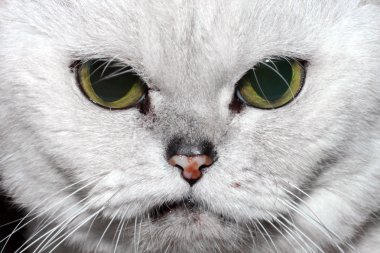 kabarık purebred kedi