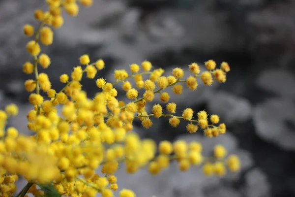 Mimosa Południowej roślina — Zdjęcie stockowe