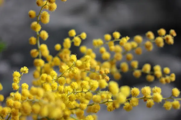 Uma mimosa de planta do sul — Fotografia de Stock