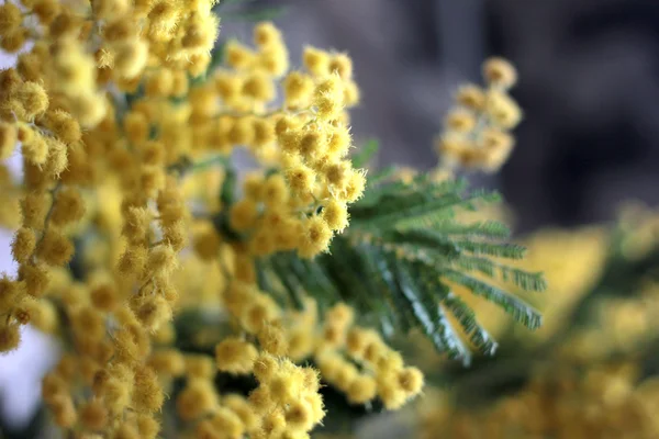 Uma mimosa de planta do sul — Fotografia de Stock