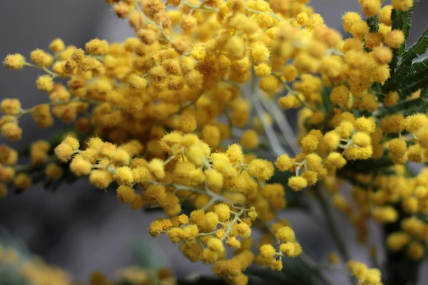 A southern plant mimosa — Stock Photo, Image