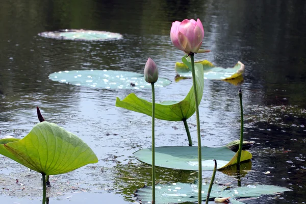 Красиві водна Лілія — стокове фото