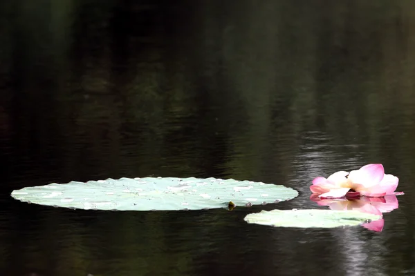 Красивая водяная лилия — стоковое фото
