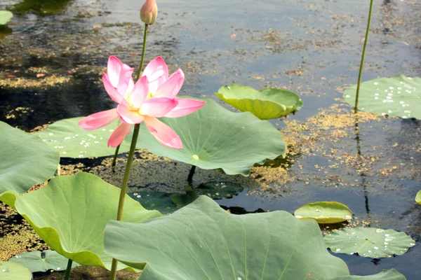 Schöne Seerose — Stockfoto