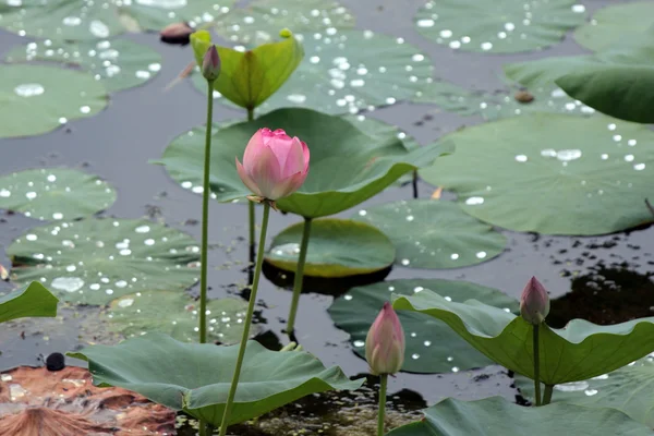 Красиві водна Лілія — стокове фото