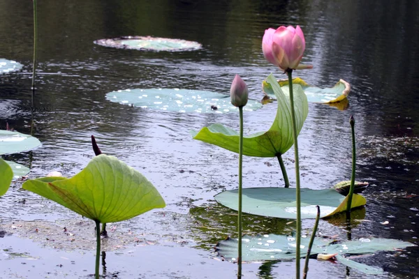 Mooie water lily — Stockfoto