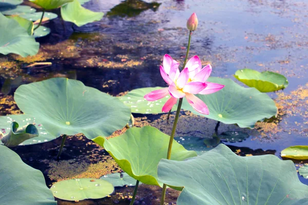 Schöne Seerose — Stockfoto