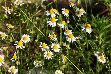 papatya, aydınlık alan