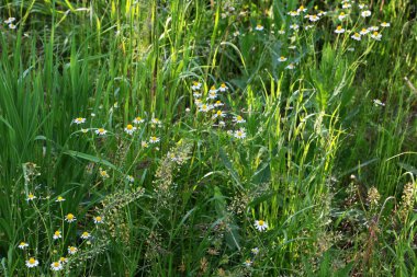 papatya, aydınlık alan