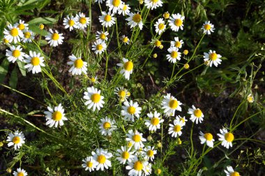 papatya, aydınlık alan