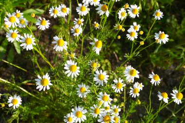 papatya, aydınlık alan