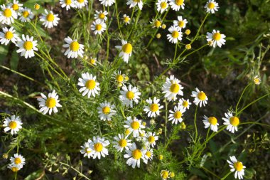 papatya, aydınlık alan