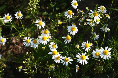 papatya, aydınlık alan