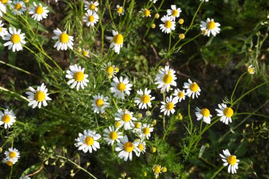 papatya, aydınlık alan