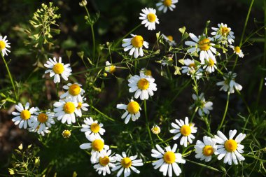 papatya, aydınlık alan