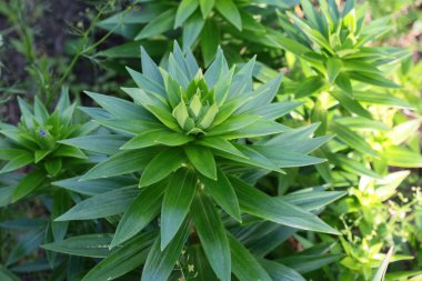 bahar Iris bırakır