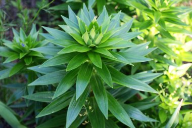 bahar Iris bırakır