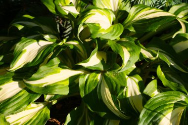 Hosta bitki yaprakları