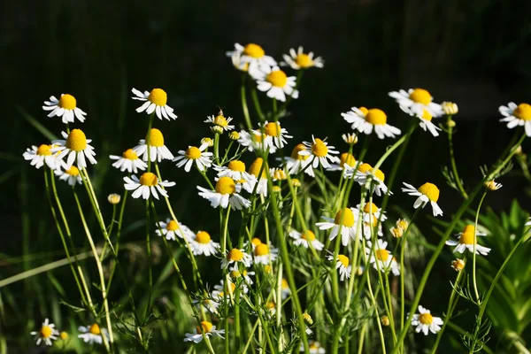 Campo brilhante de margaridas — Fotografia de Stock