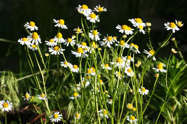 Bright field of daisies — Stock Photo, Image