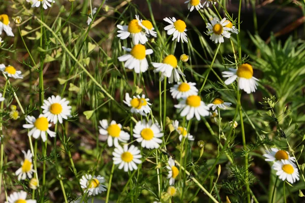 Ljusa fält av tusenskönor — Stockfoto