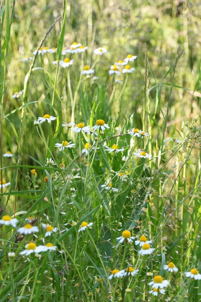 Bright field of daisies — Stock Photo, Image