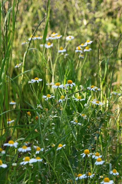 Bright field of daisies — Stock Photo, Image