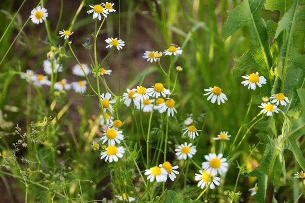 Helles Feld von Gänseblümchen — Stockfoto