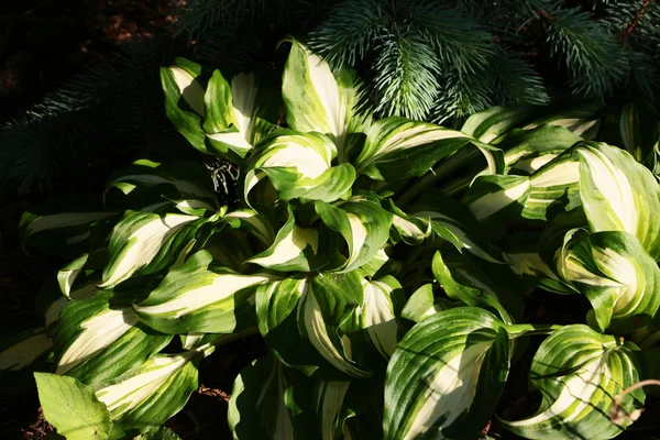 Hosta bitki yaprakları — Stok fotoğraf