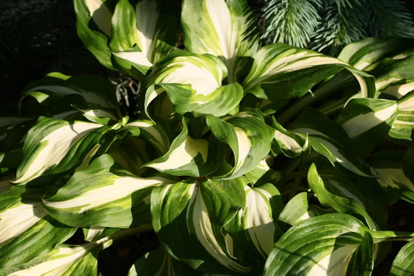 Листья растения Hosta — стоковое фото